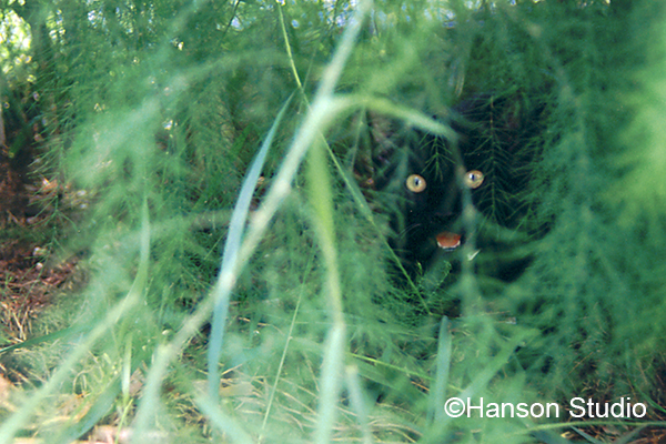 Cat in the Asparagus